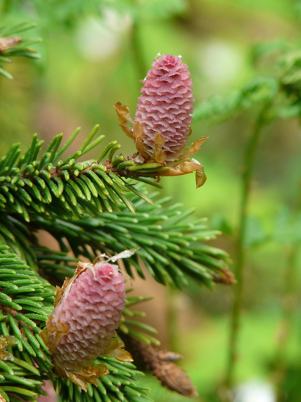 Image of Picea abies specimen.