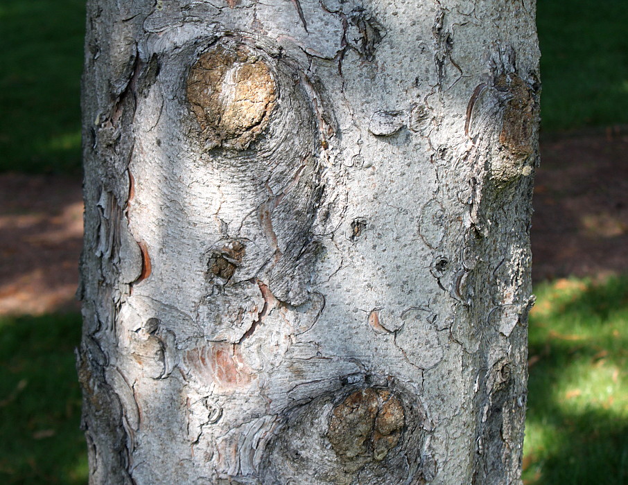 Image of Picea abies specimen.