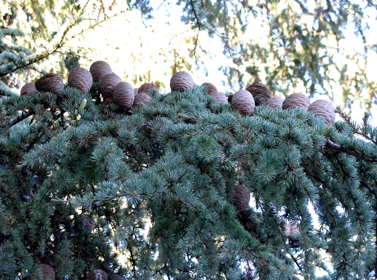 Image of Cedrus libani specimen.