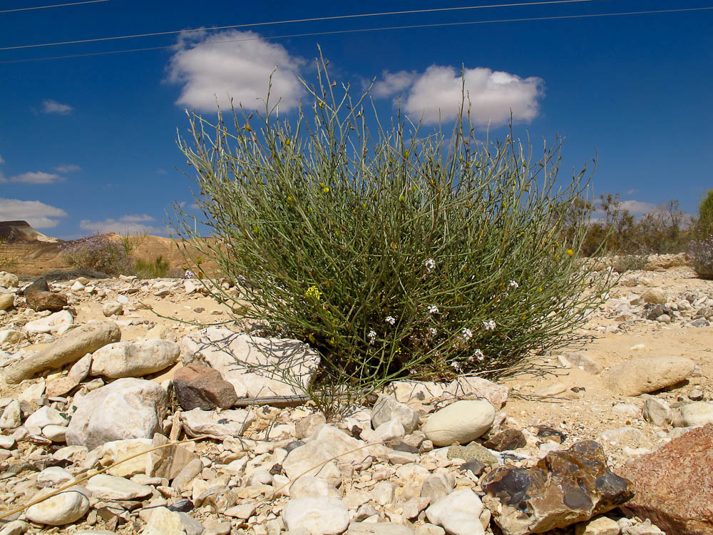 Image of Crotalaria aegyptiaca specimen.