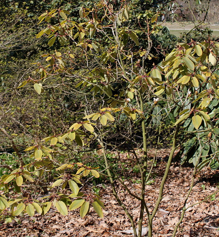 Изображение особи Rhododendron oreodoxa.