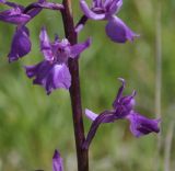 Image of taxon representative. Author is Роланд Цандекидис