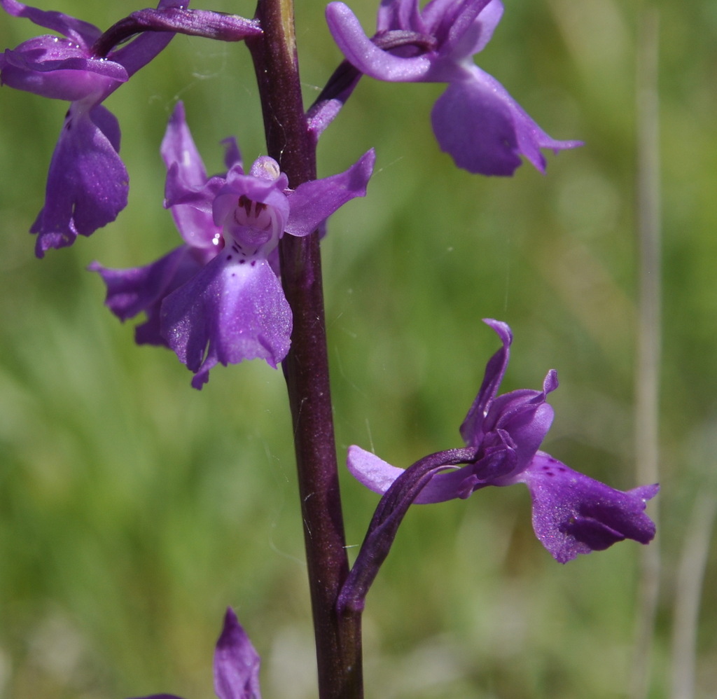 Image of Orchis mascula specimen.