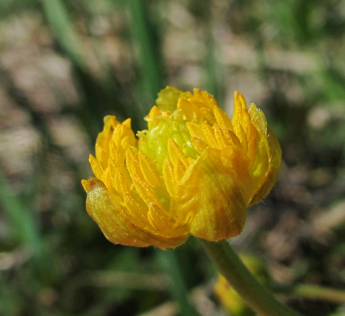 Image of Ranunculus cassubicus specimen.