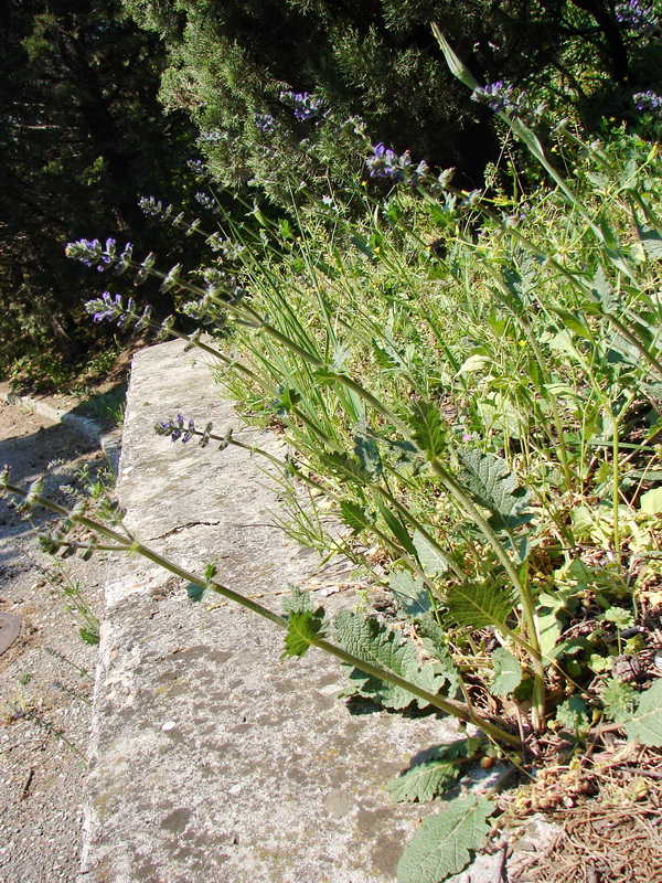 Image of Salvia verbenaca specimen.