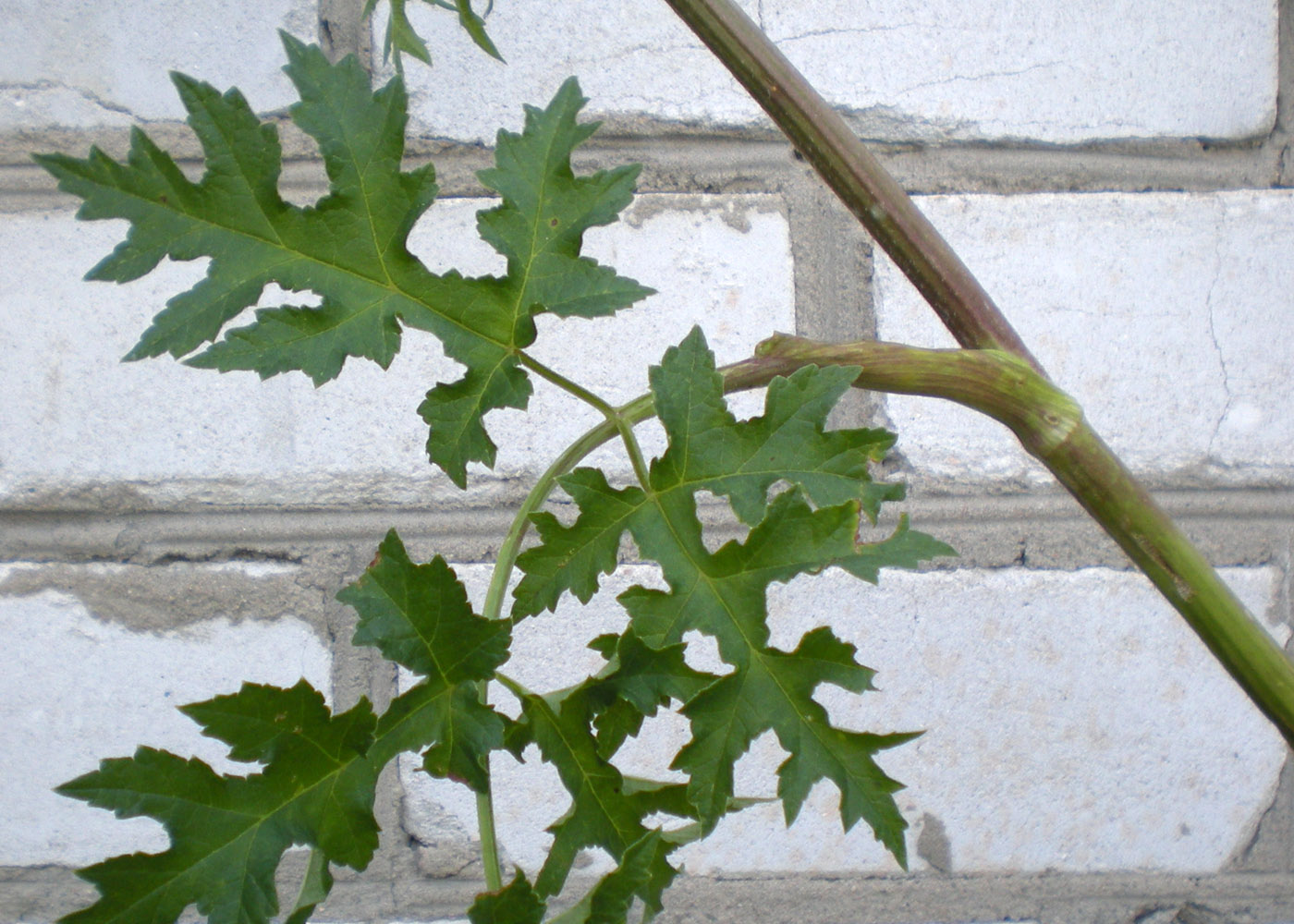 Изображение особи Heracleum sibiricum.