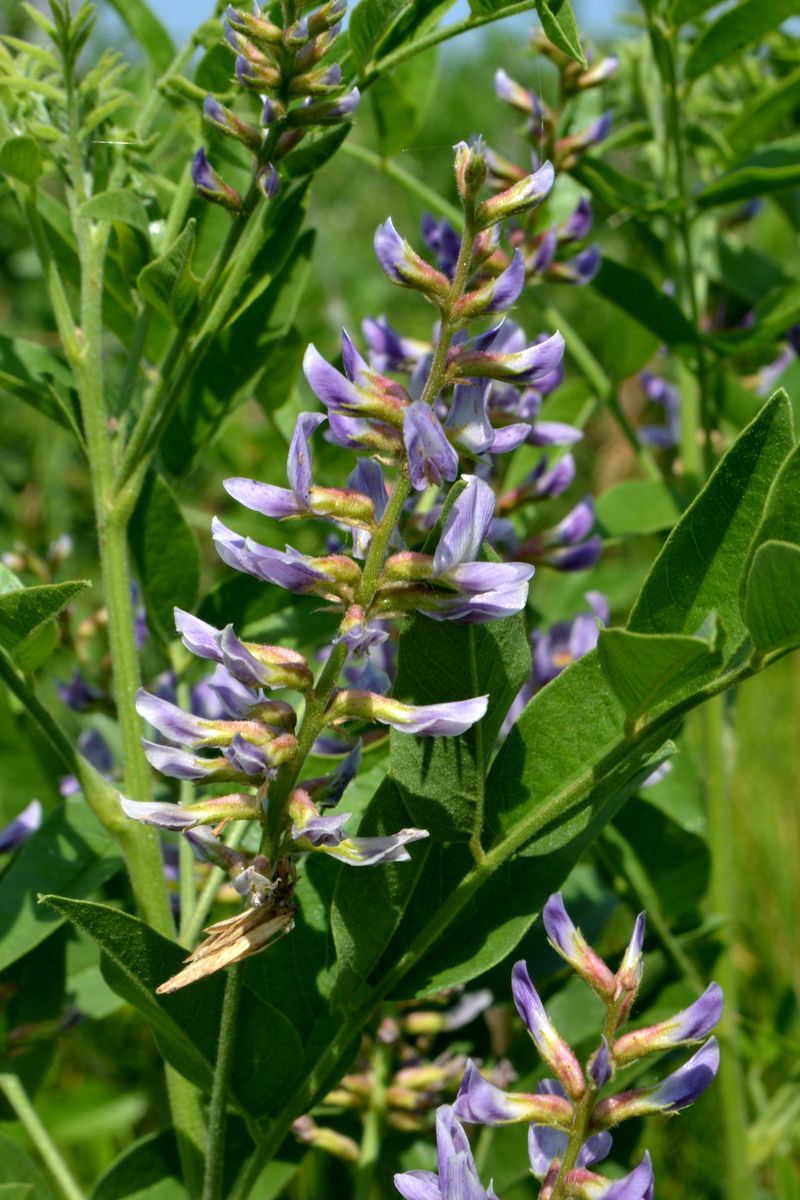 Image of Glycyrrhiza glabra specimen.