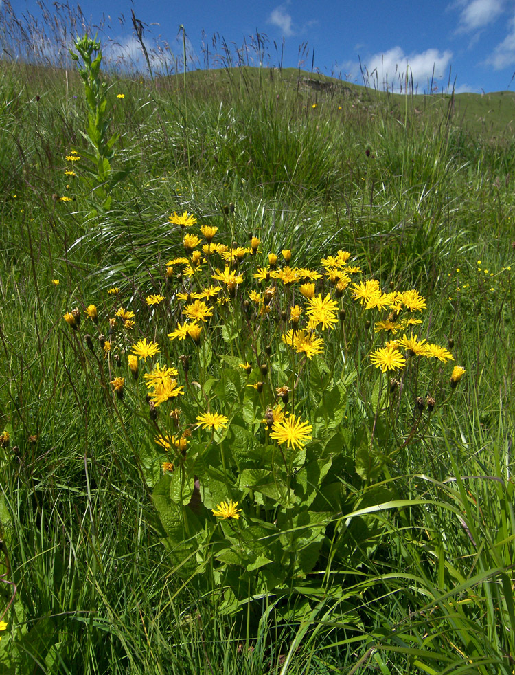 Изображение особи Crepis caucasica.