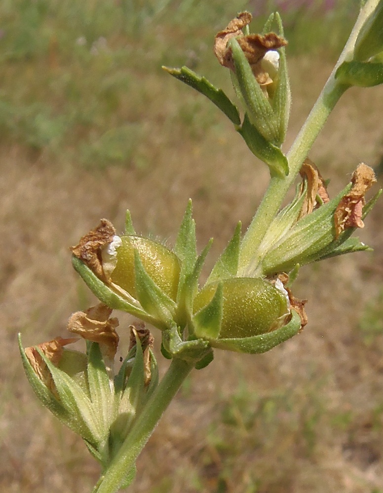 Image of Ononis arvensis specimen.