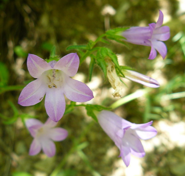 Image of genus Campanula specimen.