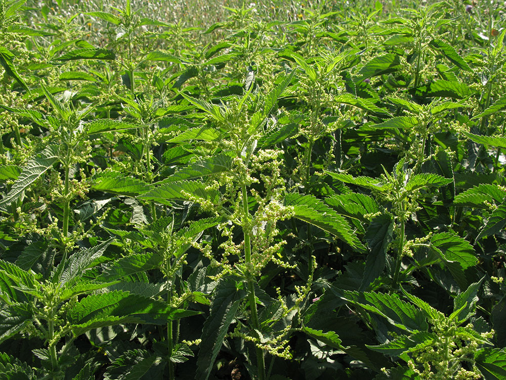 Image of Urtica dioica specimen.