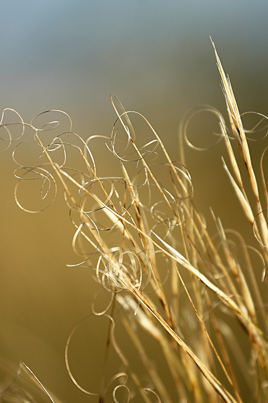 Изображение особи Stipa capillata.