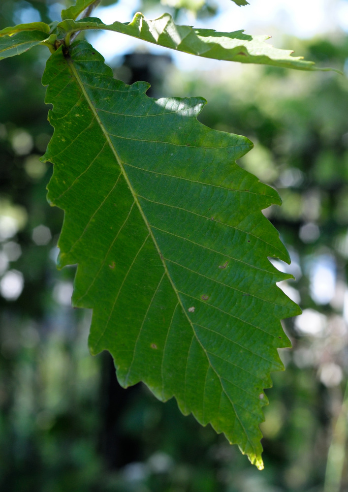 Image of Quercus crispula specimen.