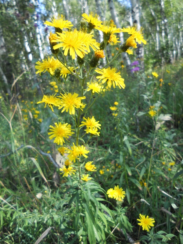 Image of Hieracium umbellatum specimen.