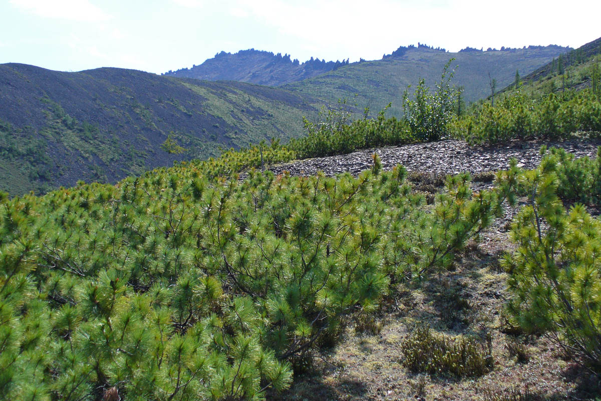 Image of Pinus pumila specimen.