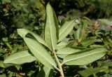 Rhododendron augustinii подвид chasmanthum. Верхушка побега (у листьев видны их нижние стороны). Германия, г. Essen, Grugapark. 29.09.2013.