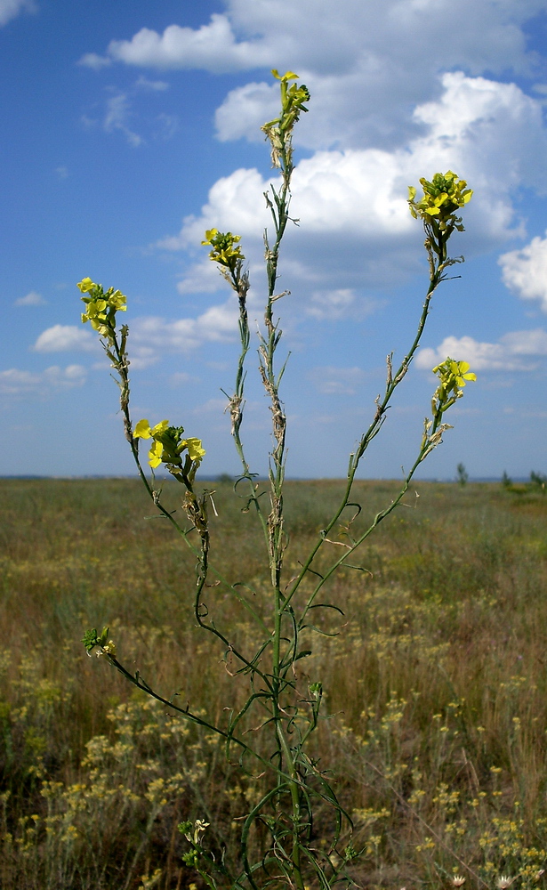 Image of Syrenia cana specimen.