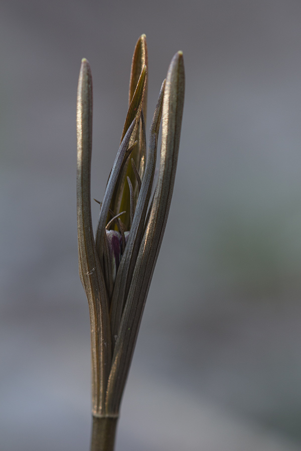 Image of Fritillaria ruthenica specimen.