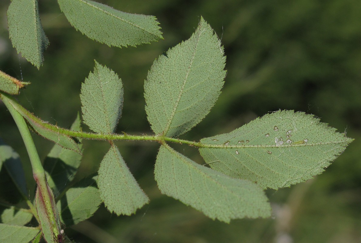 Image of genus Rosa specimen.