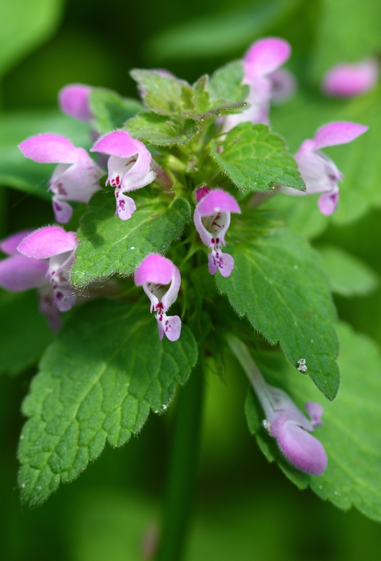 Image of Lamium purpureum specimen.