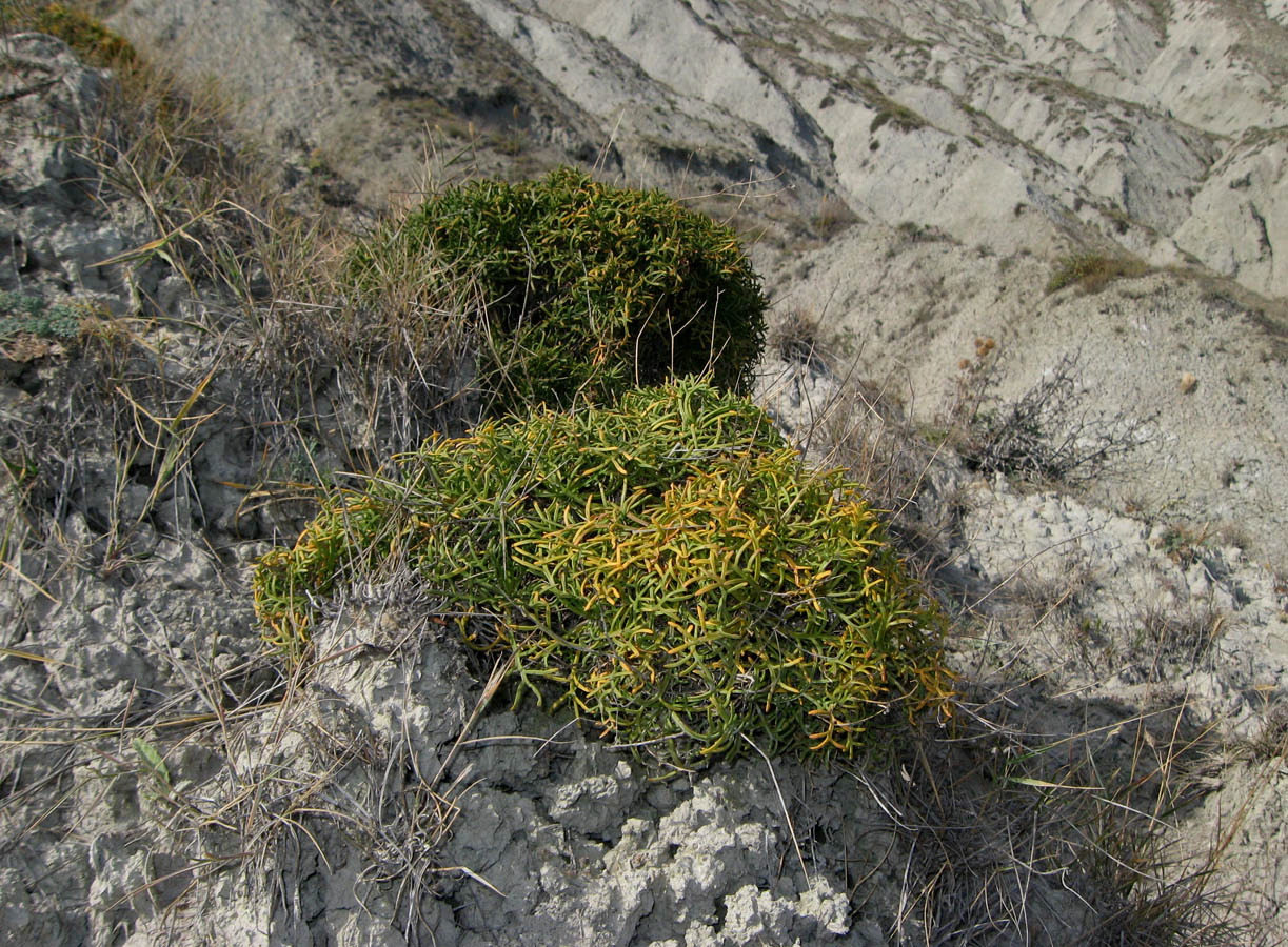 Image of Lepidium turczaninowii specimen.