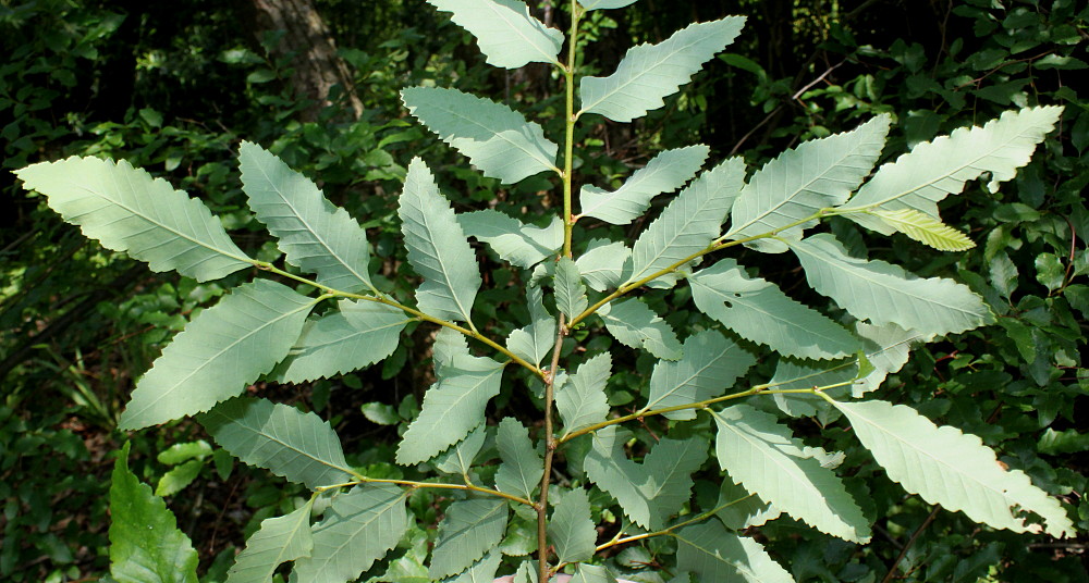 Изображение особи Nothofagus pumilio.