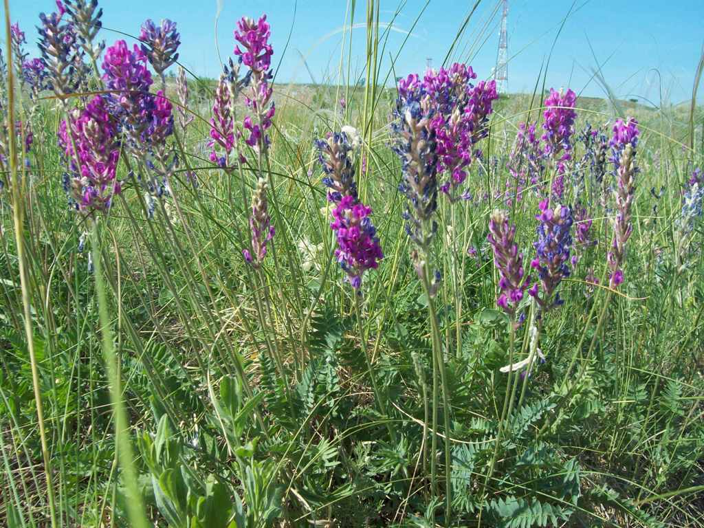 Image of Oxytropis knjazevii specimen.