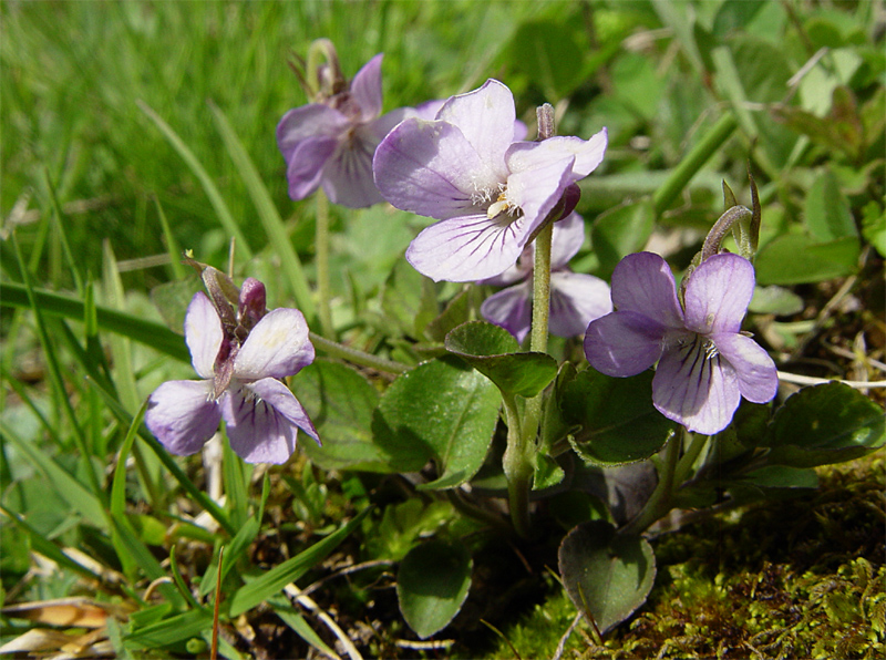 Image of Viola rupestris specimen.