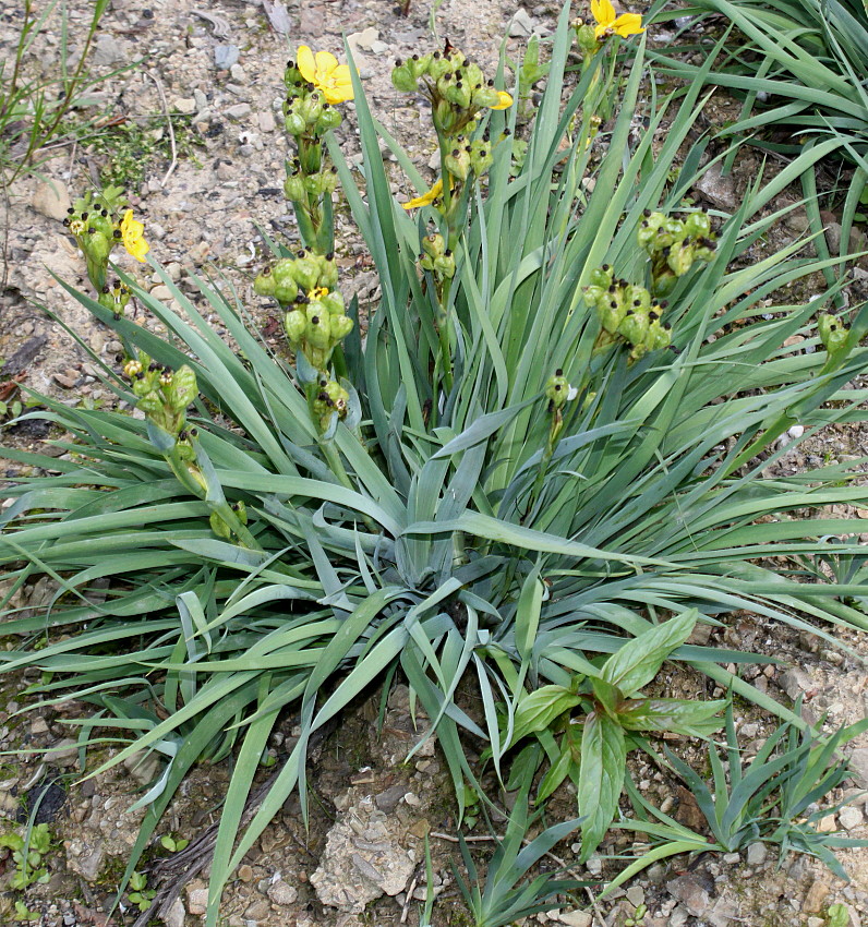 Image of Sisyrinchium macrocarpum specimen.