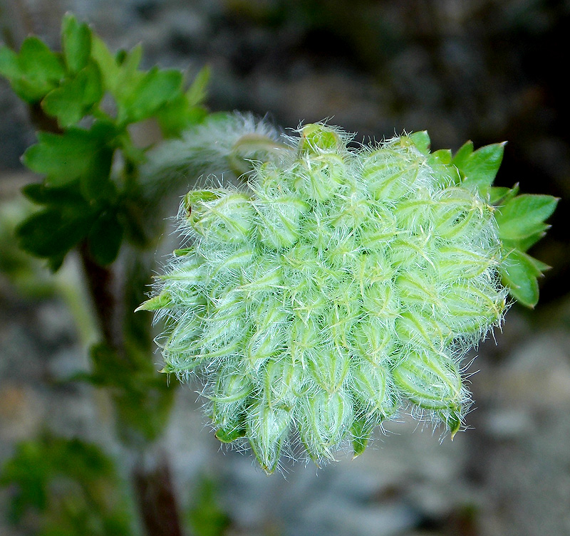 Image of Laserpitium hispidum specimen.