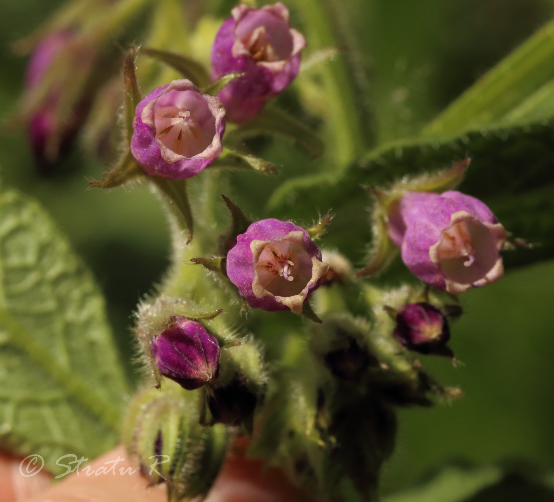 Изображение особи Symphytum officinale.