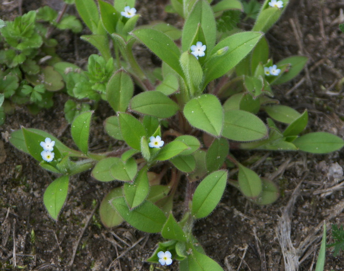 Image of Myosotis sparsiflora specimen.