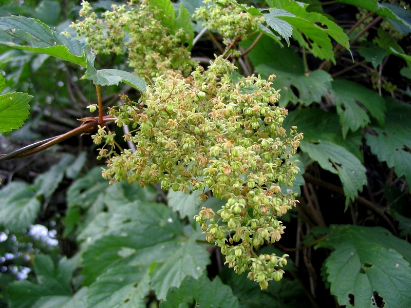 Изображение особи Humulus lupulus.