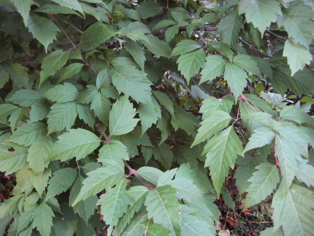 Image of Acer henryi specimen.