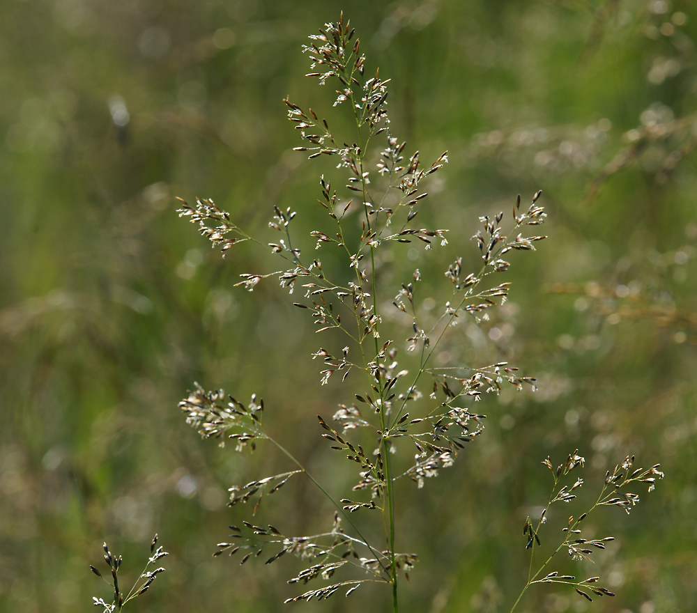 Изображение особи Deschampsia cespitosa.