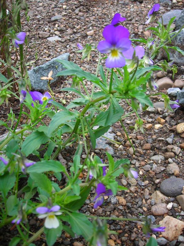 Image of Viola tricolor specimen.