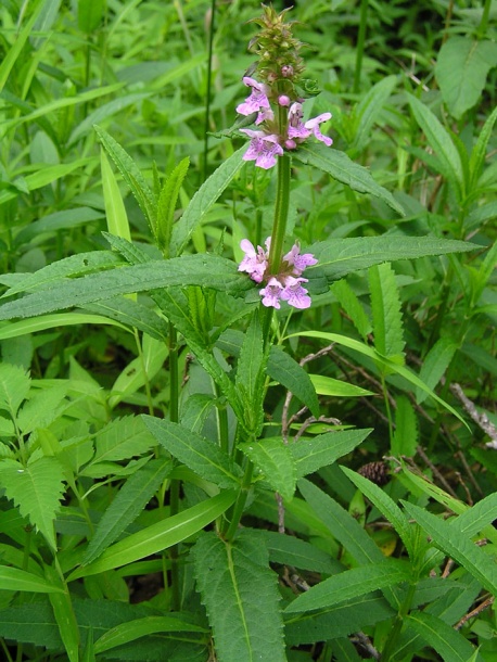 Image of Stachys aspera specimen.