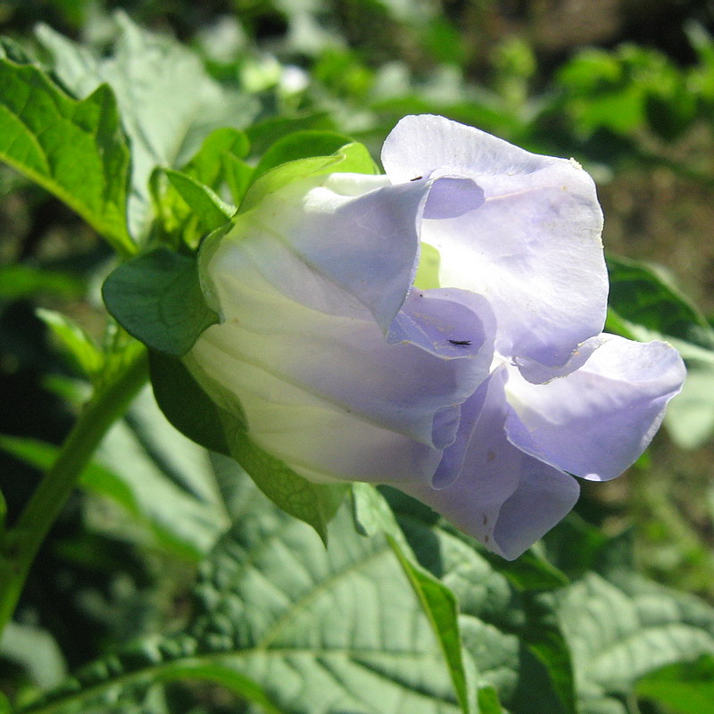 Image of Nicandra physalodes specimen.