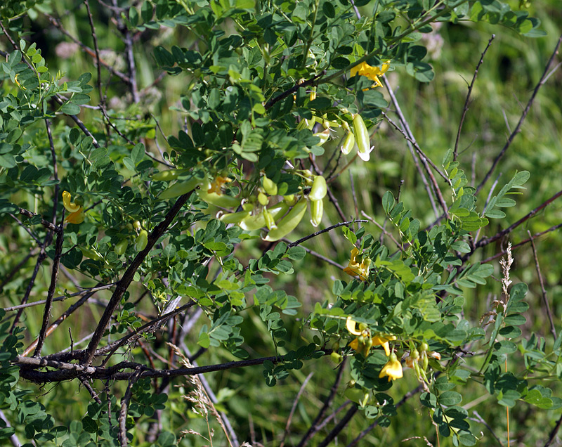 Image of Colutea cilicica specimen.