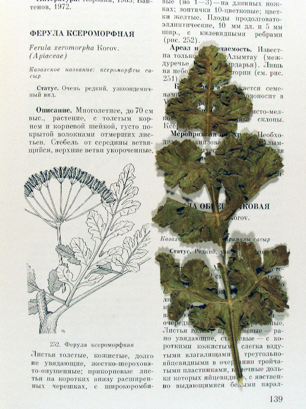 Image of Ferula xeromorpha specimen.