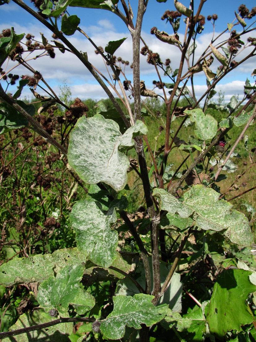 Изображение особи Arctium tomentosum.