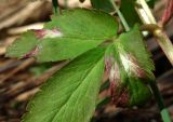 Anemone altaica. Часть листа с поражениями. Окр. Архангельска, луг. 11.05.2015.