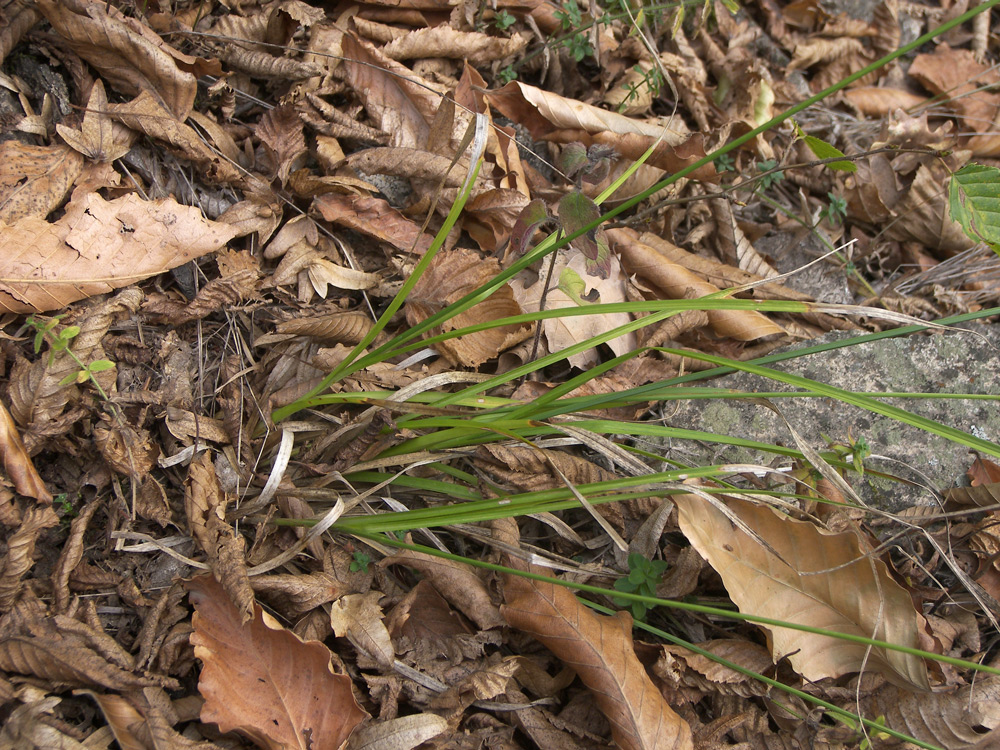 Image of Carex spicata specimen.