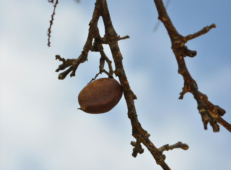 Image of Pongamia pinnata specimen.