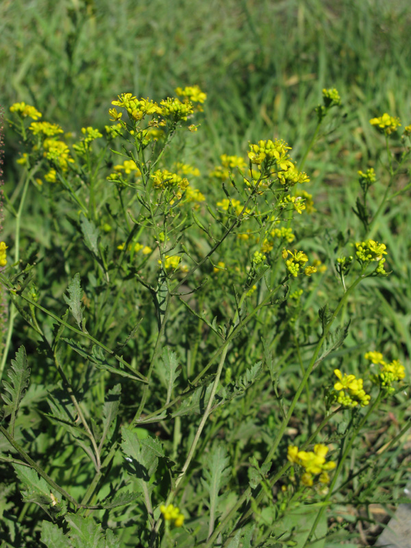 Image of Rorippa sylvestris specimen.