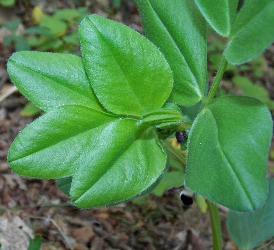 Изображение особи Vicia narbonensis.