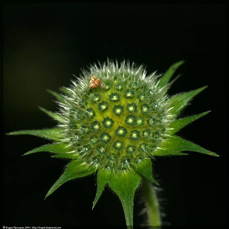 Особь растения. Knautia tatarica. Короставник семена. Татарик.