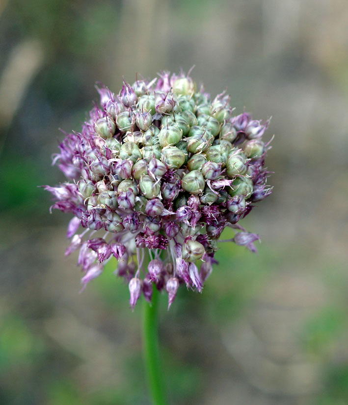 Image of Allium caricifolium specimen.