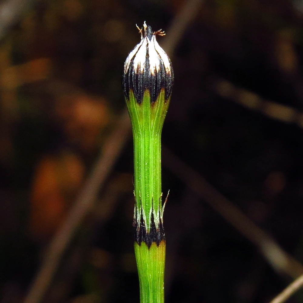 Image of Equisetum variegatum specimen.