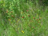 Salix pyrolifolia. Молодое растение с галлами. Иркутская обл., Иркутский р-н, окр. с. Смоленщина. 25.06.2015.